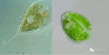 淡水藻类图片 藻类大全名字和图片