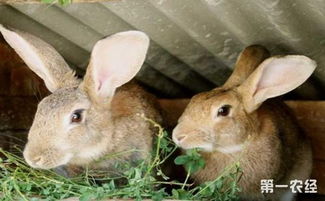 兔子拉稀怎么办 兔子拉稀的症状