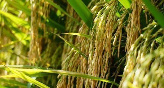 专家建议人工割稻 水稻放干水割好还是留多点水割稻谷好