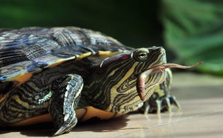 巴西龟每天应该喂多少食啊，喂它龟粮喂多少它吃多少，每天喂个三四次也都能吃了？