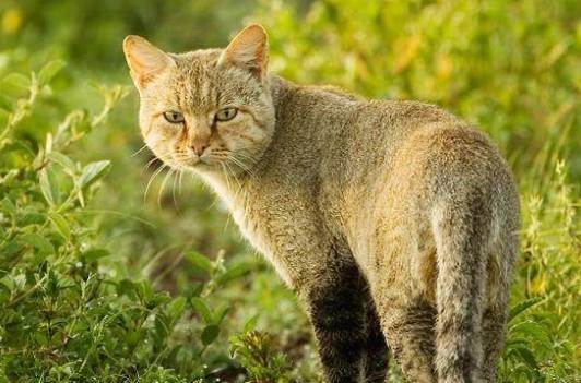 猫咪是不是到了练习捕猎阶段，猫咪哪个时间提醒主人狩猎