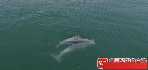 罕见 中华白海豚在三娘湾海域求偶 交配被 偷拍