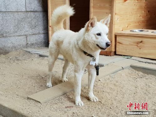 朝鲜赠送韩国一对儿丰山犬 将入住青瓦台 