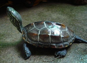 中华草龟怎么养？