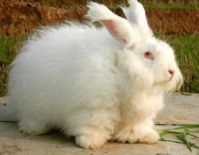 内蒙古锡林郭勒盟兔子养殖场 兔现在的市场价格 一只兔要多少钱 长毛兔对手钱