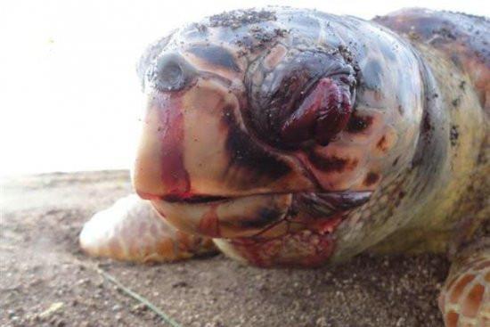 请求动物专家，乌龟吃了牙签会死吗，还是牙签在肚里会消化(乌龟不小心吃了牙签怎么办)