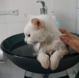 宠物趣闻 猫咪能用人的沐浴露吗