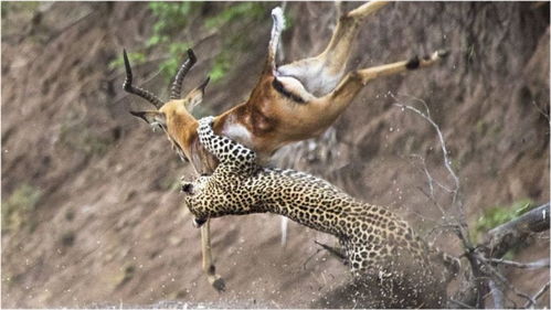 花豹狩猎黑斑羚–豹子伏击黑斑羚在树上,花豹VS黑斑羚,动物攻击 