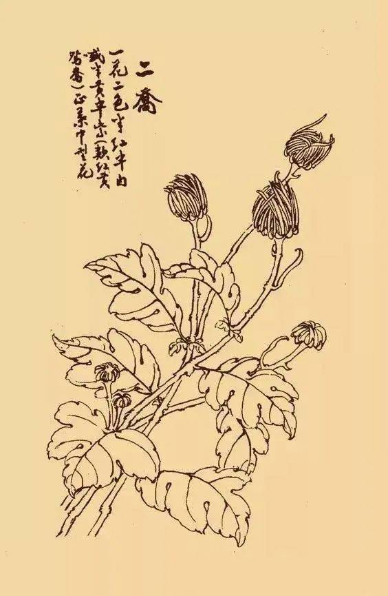 这么美的白描菊花,忍不住要分享给你