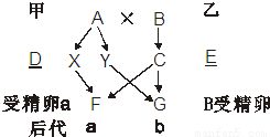 如图是人的性别决定图解分析后回答有关问题 1 图解中甲为 性.乙为 性. 2 填写出图解G.F.C.的性染色体组成 G ,F ,C . 题目和参考答案 青夏教育精英家教网 