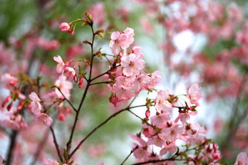 樱花树的花瓣是什么样子的 