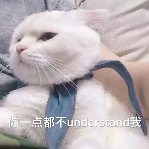 猫咪犯错怎么办 不能家暴,就用这4招让他心服口服