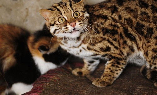 孟加拉豹猫成年大概多高多重多长？