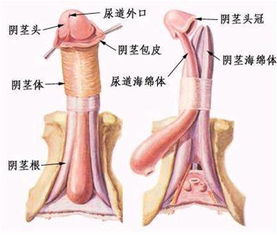 为什么阴茎勃起持而不久