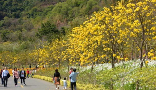 满城黄金 南海最全 黄花风铃木地图 上线 错过等一年