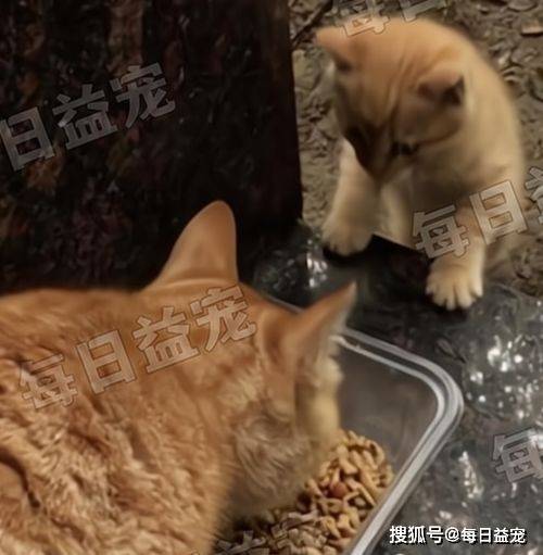 每天早上都去喂流浪橘猫,有天睡过头了,猫咪一脸严肃 咋回事