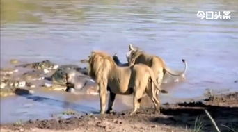 饥饿非洲狮为争夺河马尸体水中与大鳄群对战 