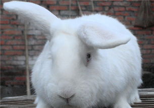 我家兔子的右耳朵怎么竖不起来 