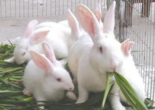养肉兔种兔子养殖回收真的靠谱吗图片,
