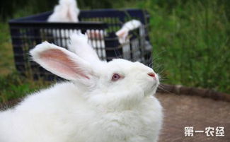不同时期的兔子要怎么饲养 不同时期兔子的饲养管理