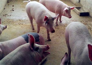 养殖100头猪要多少亩地 投资多少成本 赚钱吗