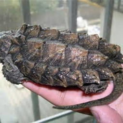 北美小鳄龟能长多大 