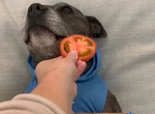 狗狗会吃蔬菜披萨吗 这小眼神太可爱了吧,哈哈