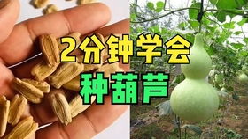 手捻葫芦怎么种植方法