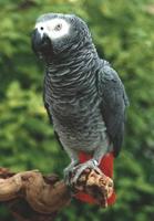 鹦鹉红尾巴是什么品种？