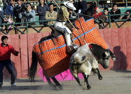 西班牙斗牛表演亮相上海 用长矛刺牛背部 