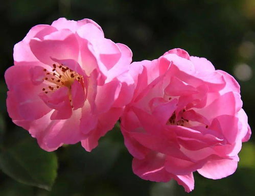 写蔷薇花的生动句子  描写蔷薇花的优美语句
