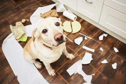 狗狗玩具如何确认哪些是不安全的