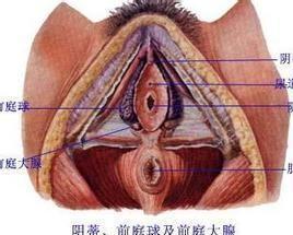 前庭大腺囊肿