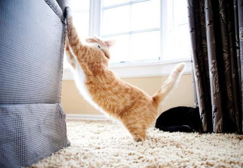 放着猫抓板不用,却偏爱抓沙发,猫主子是不是心理有问题