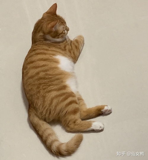 养橘猫和狸花猫哪个会更好 