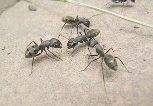 家养蚂蚁风水