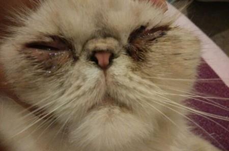 辟谣 猫得了角膜炎只需要滴眼药水就好了 严重可能导致失明