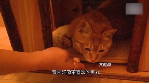 会撒娇的猫命都好,流浪猫通过自己的努力,终于找到了自己的主人 