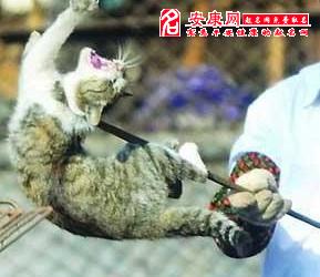 梦见打死猫