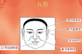 历史最详细的面相耳朵图解 作者 杨易德