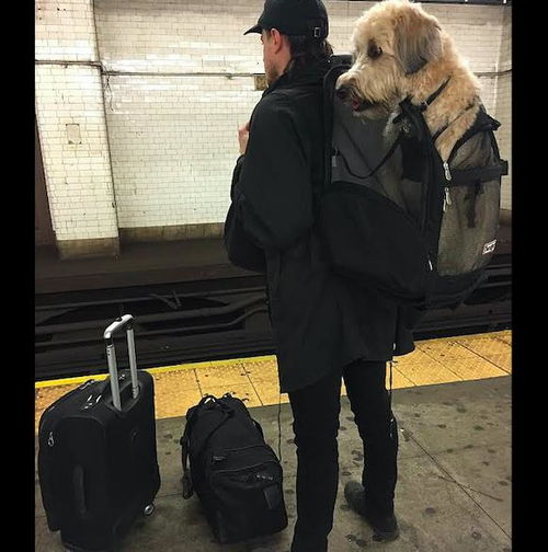 地铁允许带宠物后,人们纷纷把狗装进背包里,成为独特的风景线