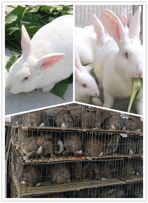正规伊拉兔肉兔养殖场在哪里今后兔子收购价格多少钱一斤