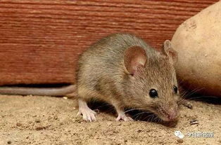 恐怖 高县惊现超级大老鼠,长度约1米2,创下中国老鼠届 最高记录 