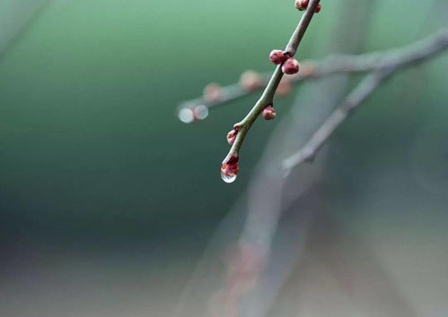 今日立春,风和日暖,万象更新