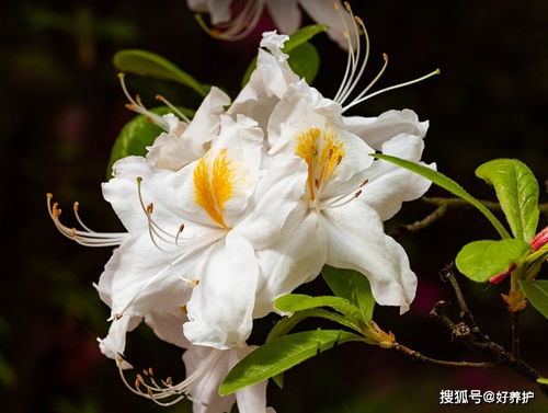 春节买杜鹃花,这两种颜色的不要买,有毒