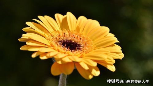 6月26日星座运势 巨蟹实力大增,天秤平心静气,射手事半功倍