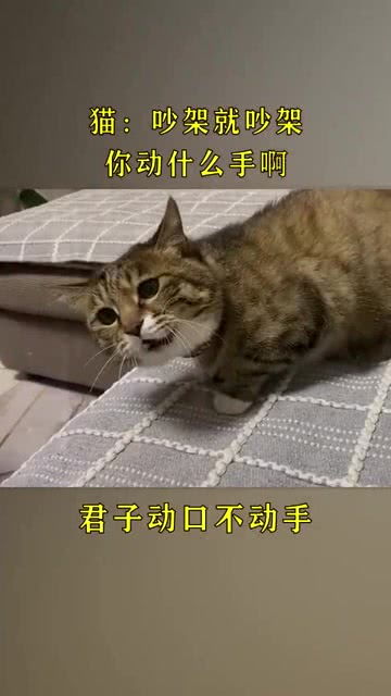 猫 吵架就吵架,你动什么手啊 