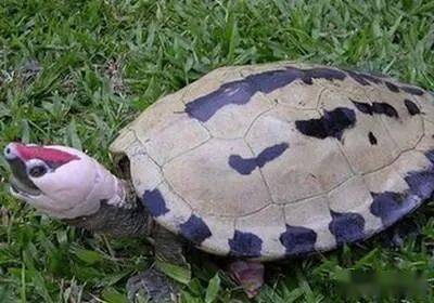 关于咸水泥彩龟的饲养,认识一下它