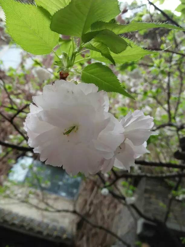 雨后的樱花 