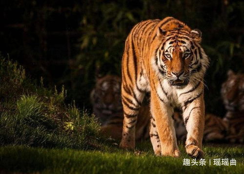 生肖虎 喜鹊喳喳叫,千载难逢喜事来临,不接不吉利